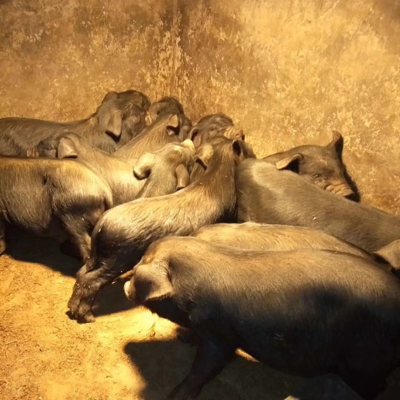 高产黑猪专业繁育基地
