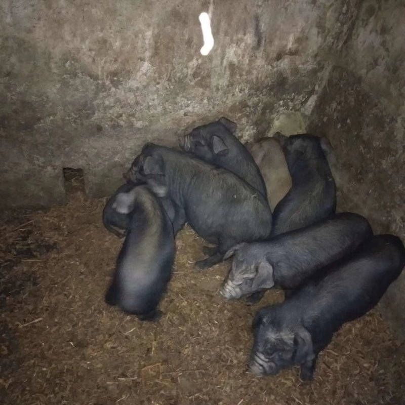 高产黑猪专业繁育基地