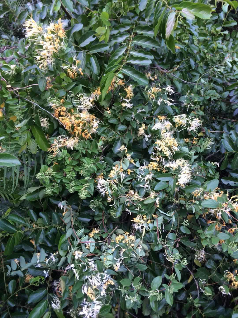 野生金银花