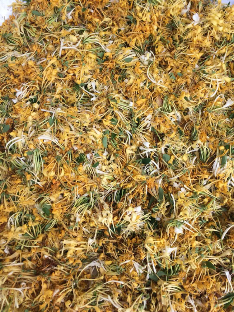 野生金银花