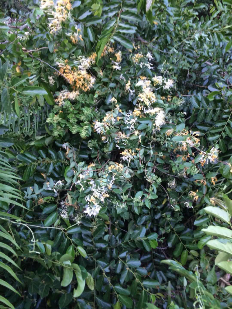 野生金银花