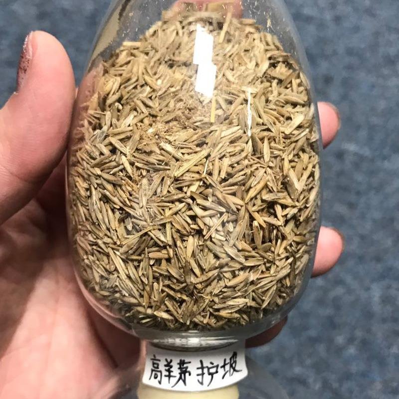 高羊茅护坡优质草种子发芽率高源头一手批发绿化园林草坪草籽