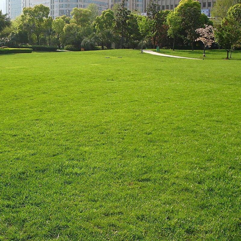 高羊茅护坡优质草种子发芽率高源头一手批发绿化园林草坪草籽