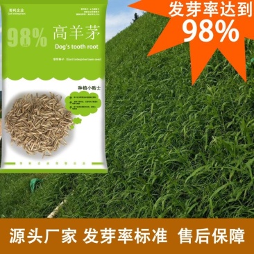 高羊茅护坡优质草种子发芽率高源头一手批发绿化园林草坪草籽