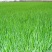 高羊茅护坡优质草种子发芽率高源头一手批发绿化园林草坪草籽
