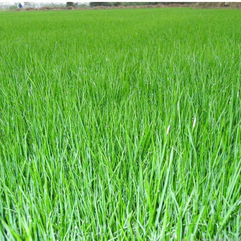 高羊茅护坡优质草种子发芽率高源头一手批发绿化园林草坪草籽