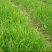 高羊茅护坡优质草种子发芽率高源头一手批发绿化园林草坪草籽