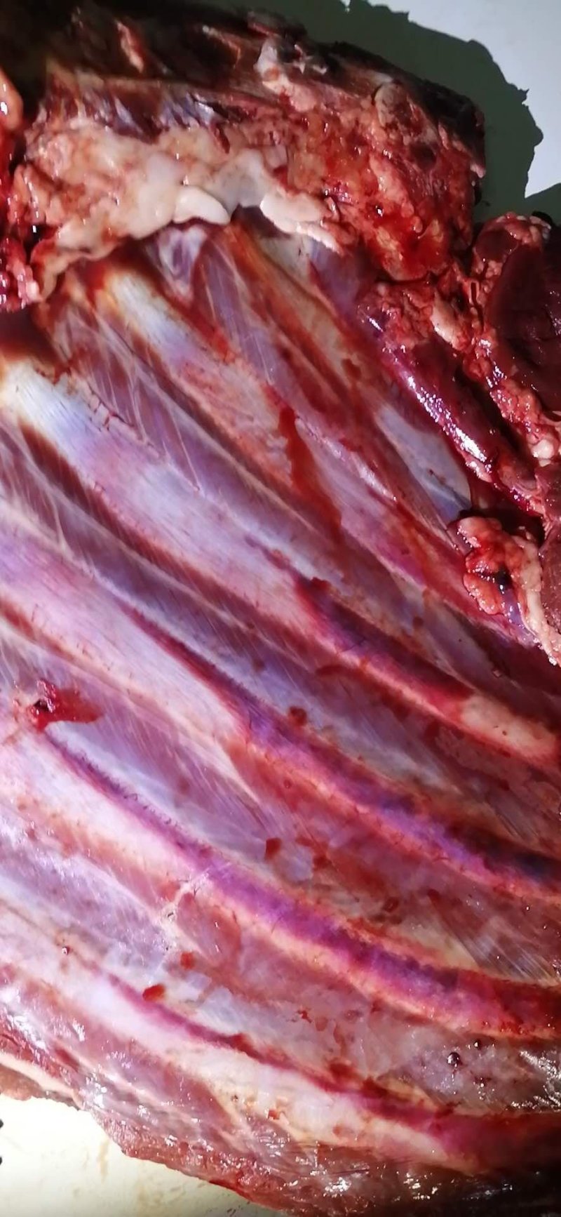 新鲜驴肉，新鲜梅花鹿肉