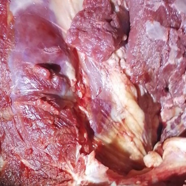 新鲜驴肉，新鲜梅花鹿肉