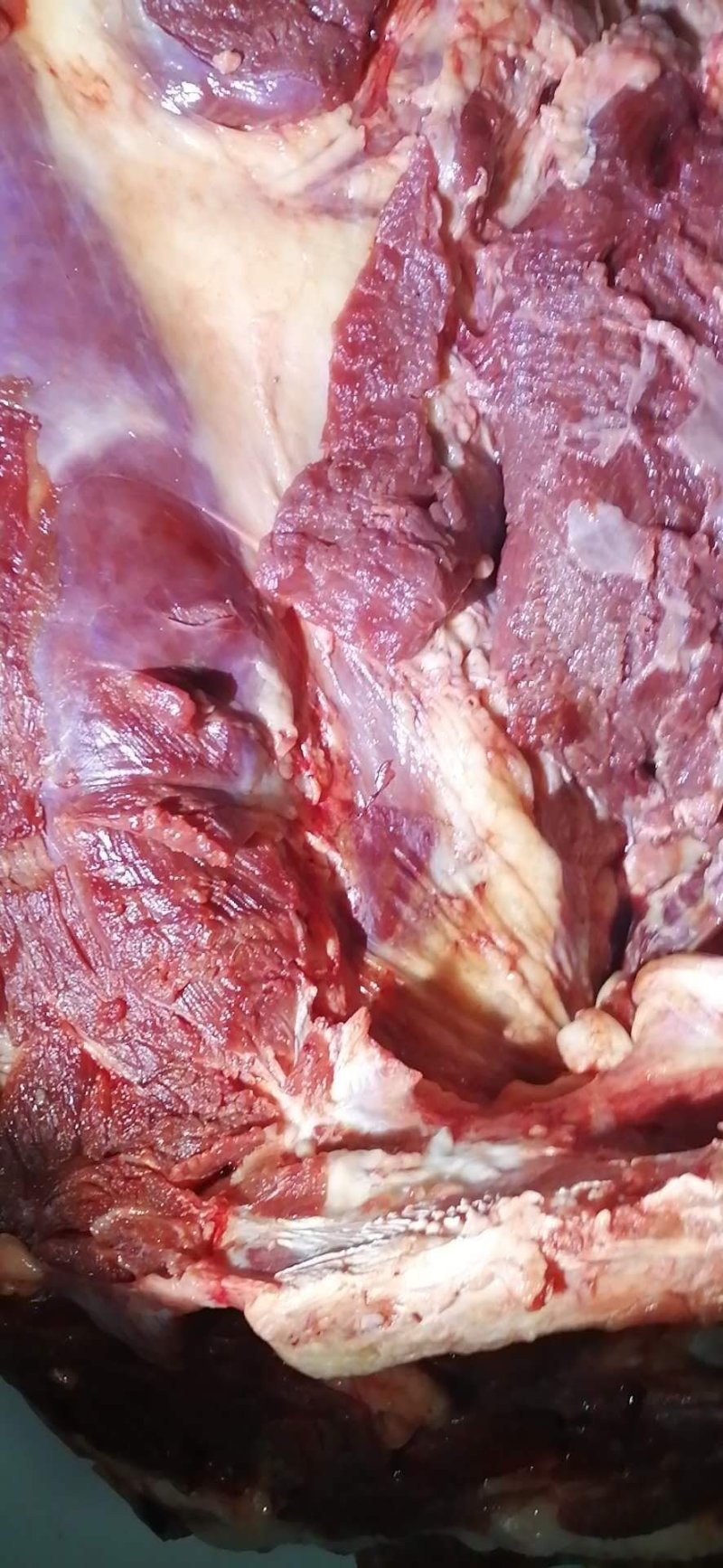 新鲜驴肉，新鲜梅花鹿肉