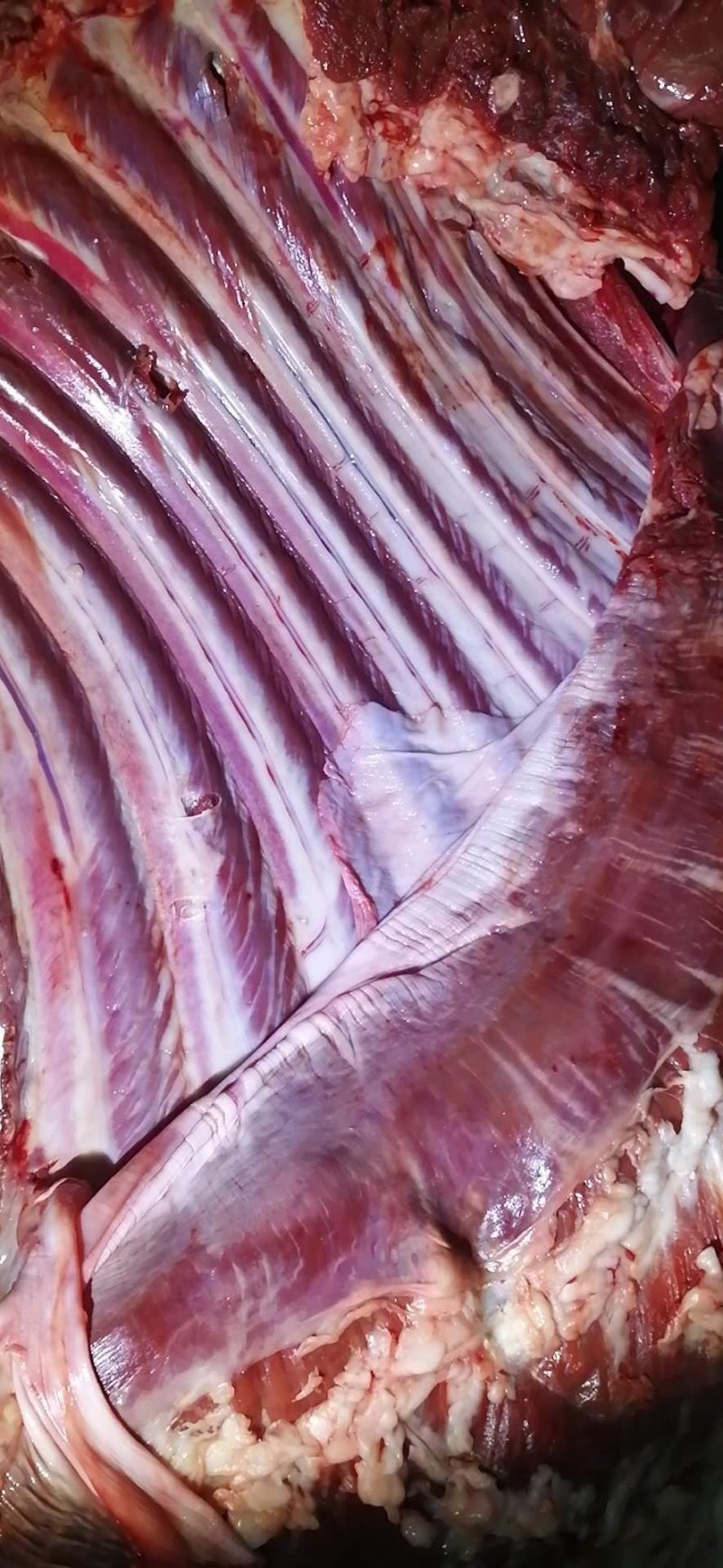 新鲜驴肉，新鲜梅花鹿肉