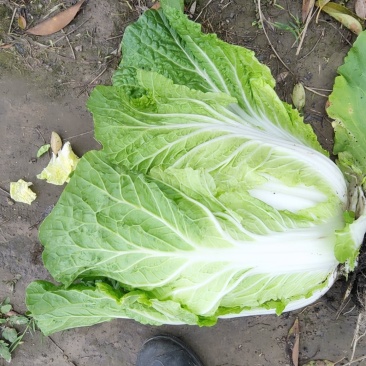 【热卖】秋宝白心白菜黄心大白菜品种齐全万亩基地