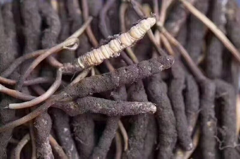 鲜虫草