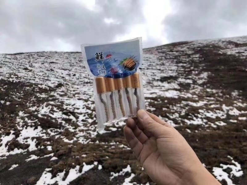 鲜虫草