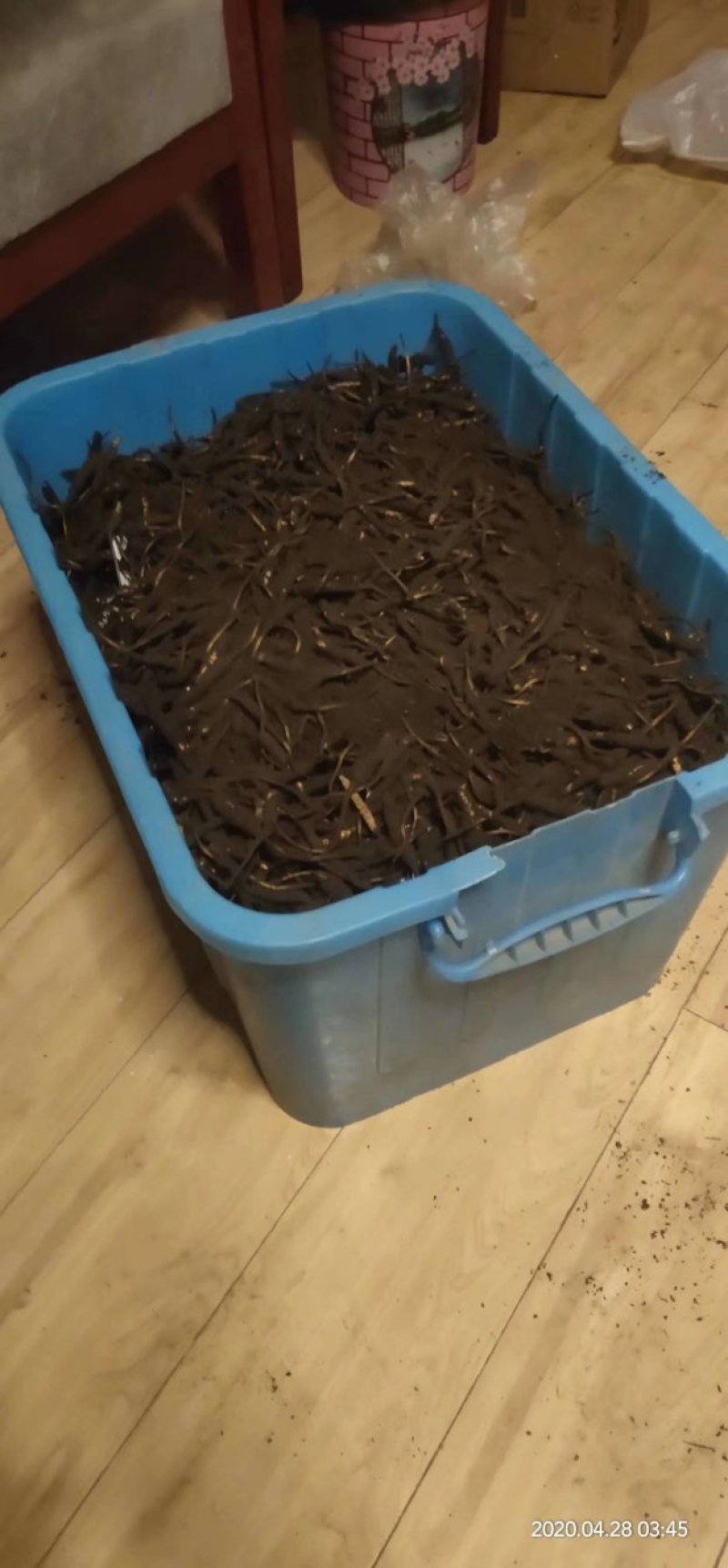鲜虫草
