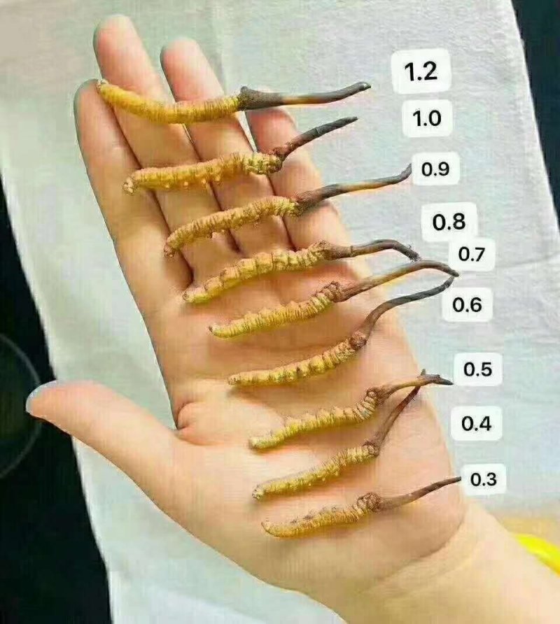 鲜虫草