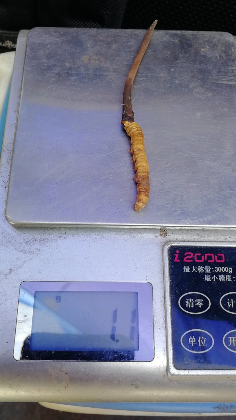 鲜虫草
