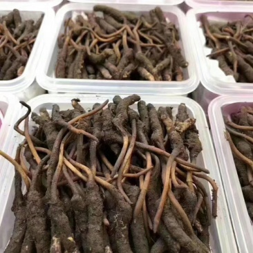 鲜虫草