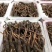 鲜虫草