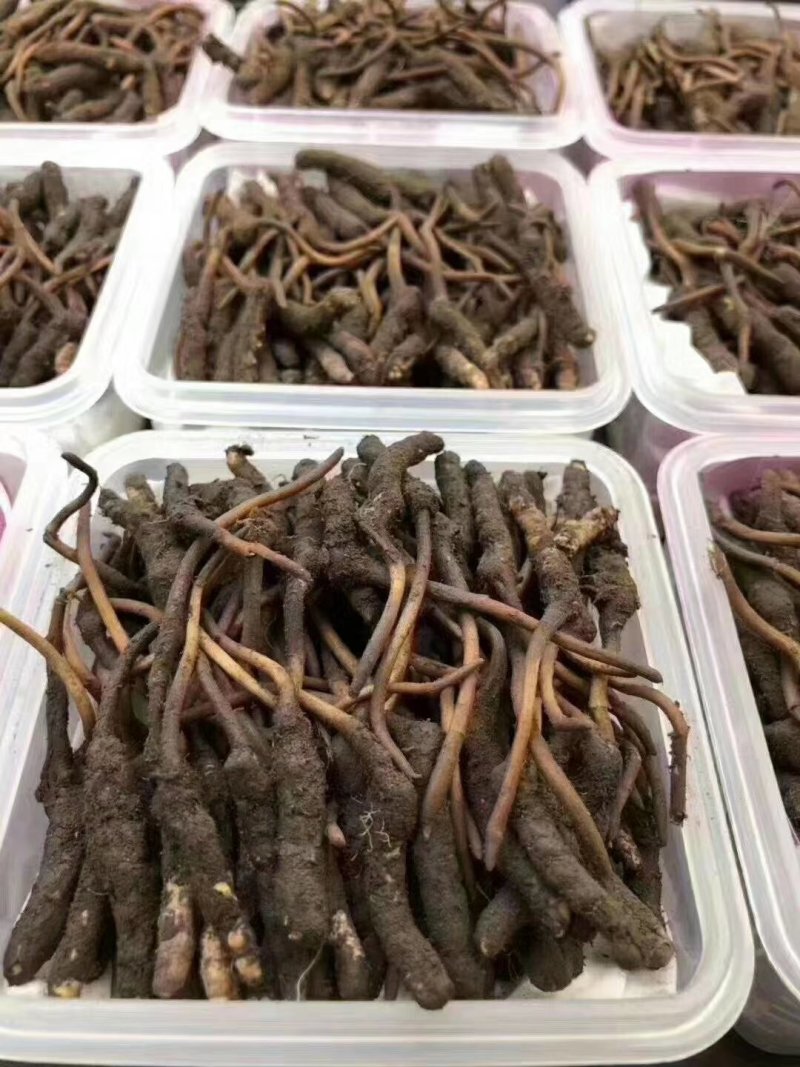 鲜虫草