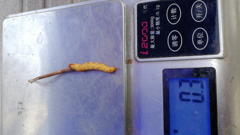鲜虫草