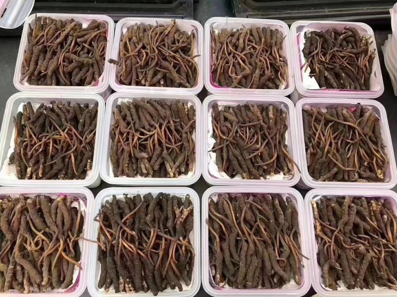 鲜虫草