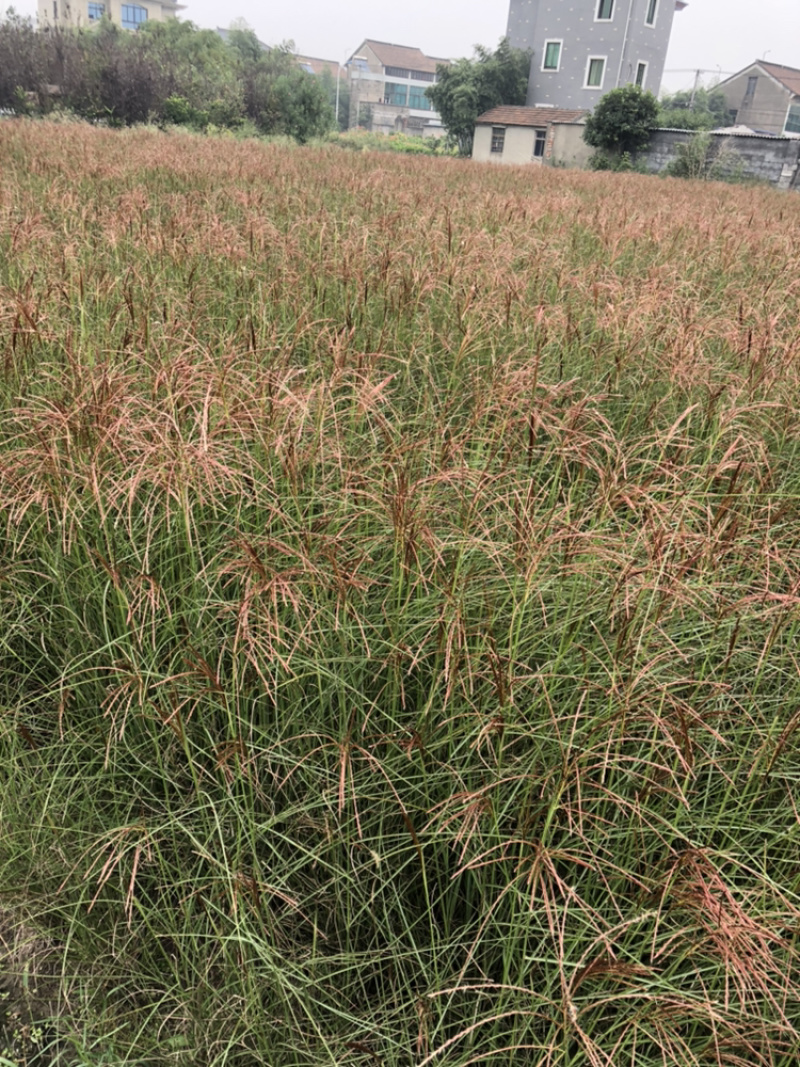 细叶芒绿化小苗细叶芒批发