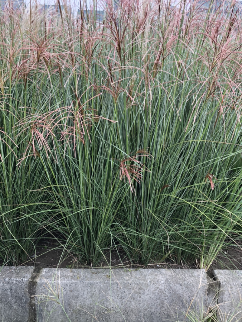 细叶芒绿化小苗细叶芒批发