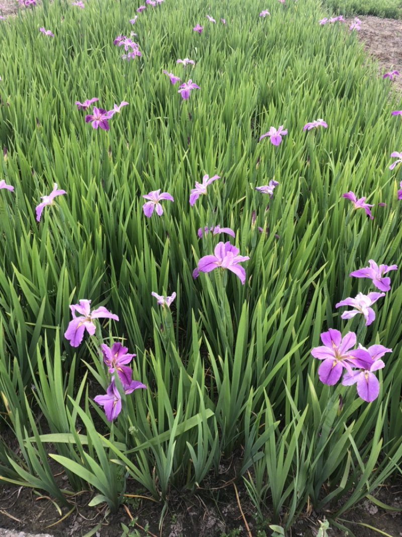 水生鸢尾德国鸢尾基地直销