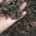 地皮菜雷公菜地木耳过筛货常年有货质量可靠信誉第一
