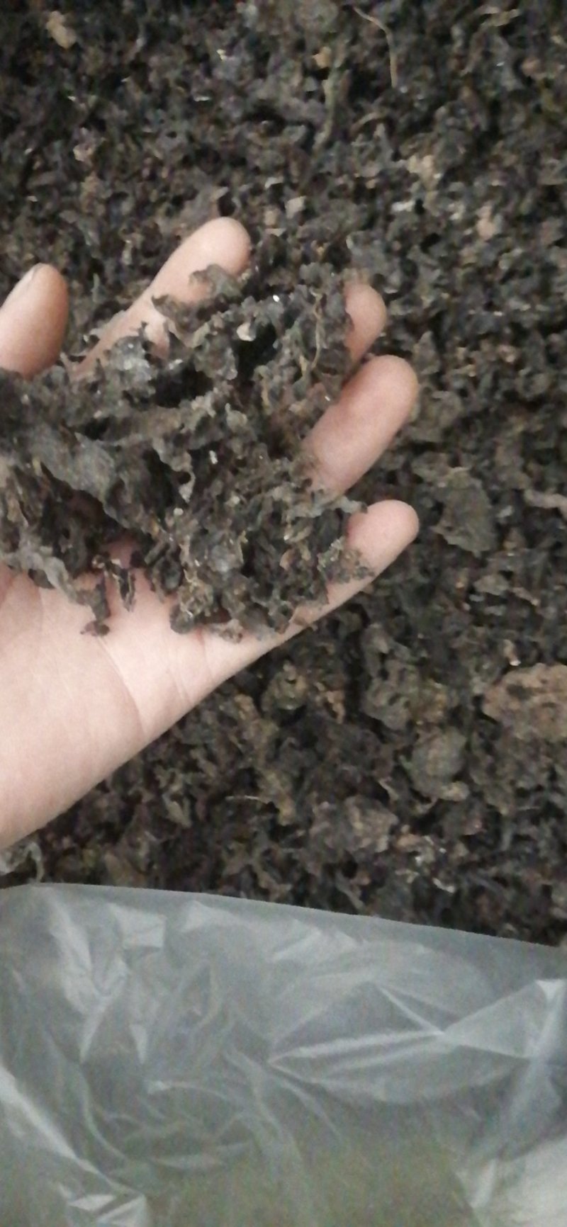 地皮菜雷公菜地木耳过筛货常年有货质量可靠信誉第一