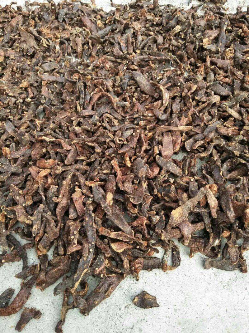 骨碎补