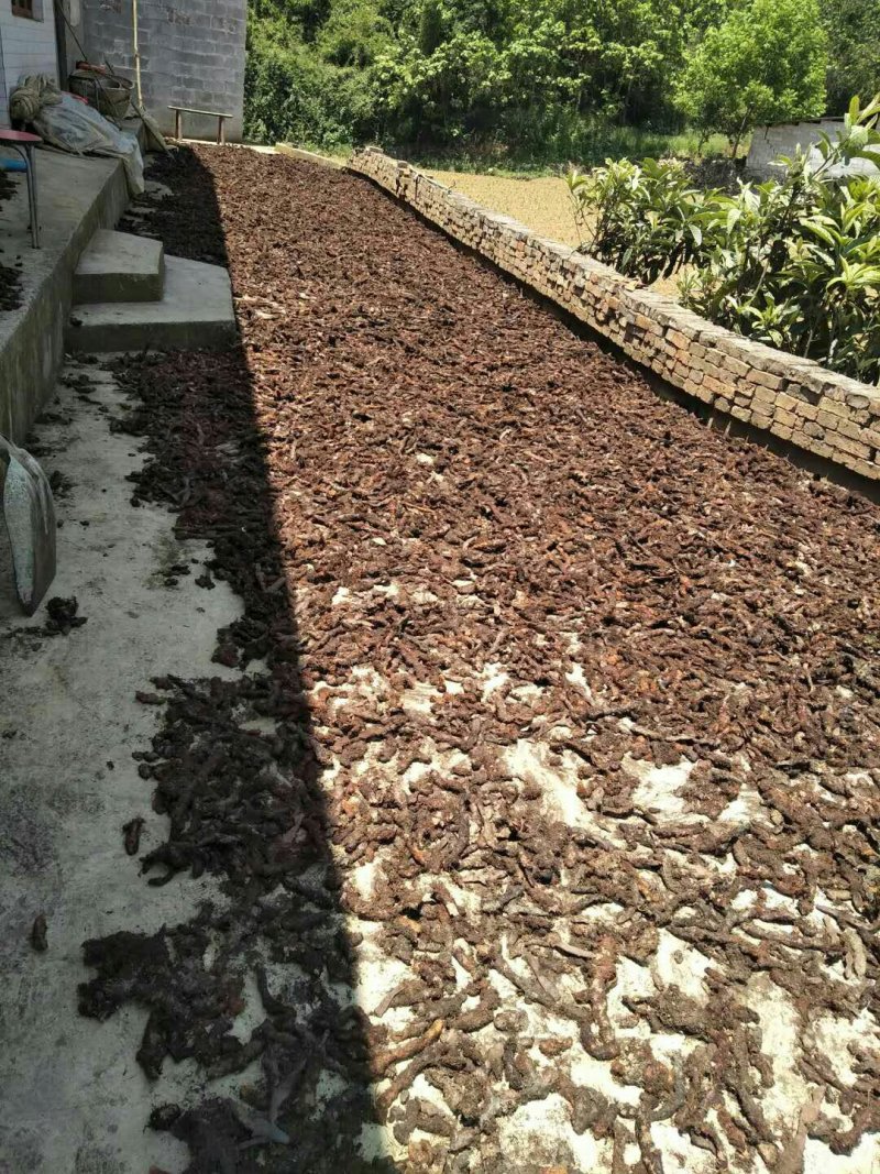骨碎补