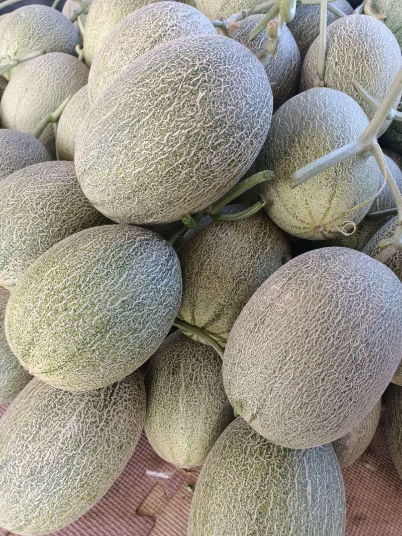 楚雄广通西周蜜（小蜜脆瓜）上市