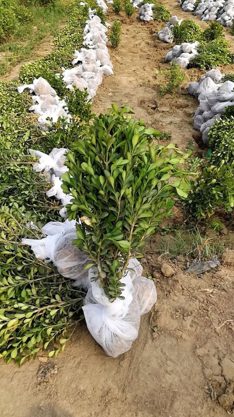 瓜子黄杨，高山黄杨，小叶黄杨，豆瓣黄杨