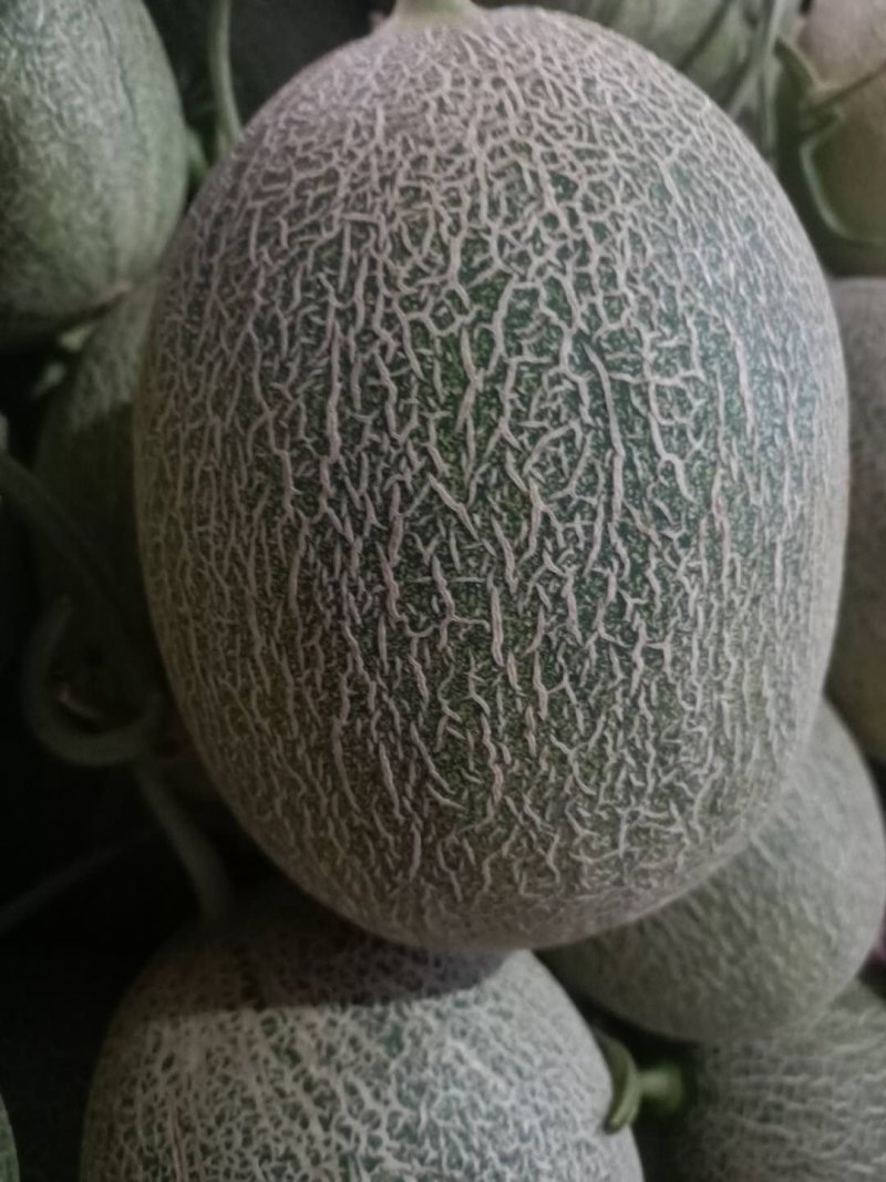 楚雄广通西周蜜（小蜜脆瓜）上市