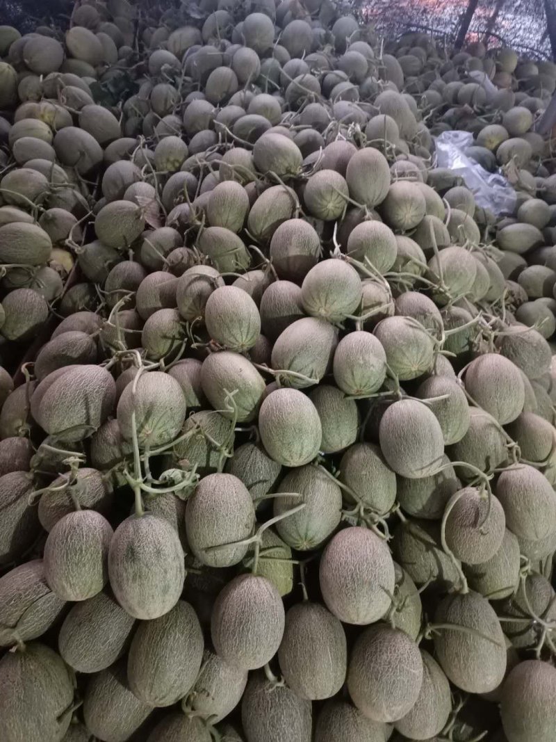 楚雄广通西周蜜（小蜜脆瓜）上市
