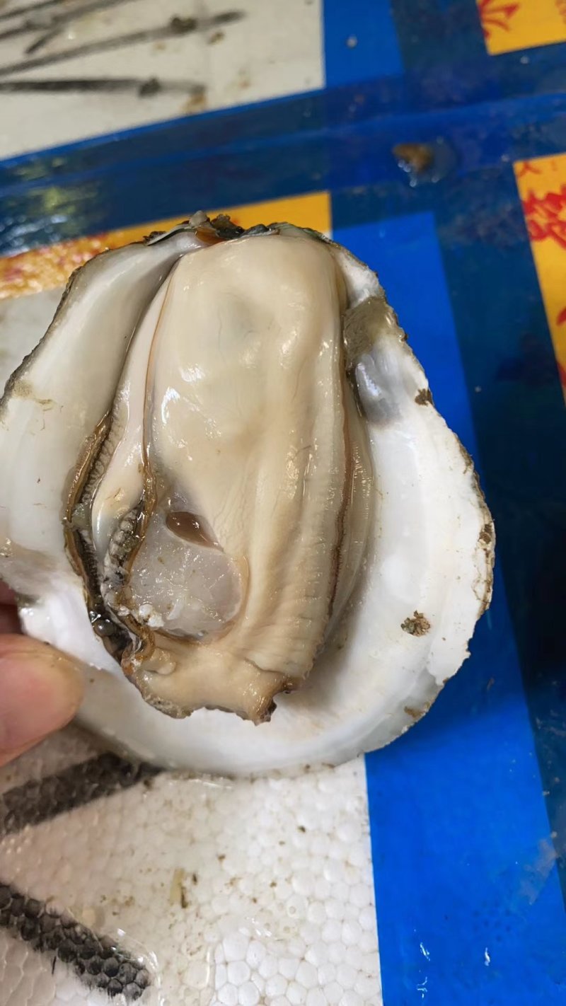 方记生蚝批发！！！！