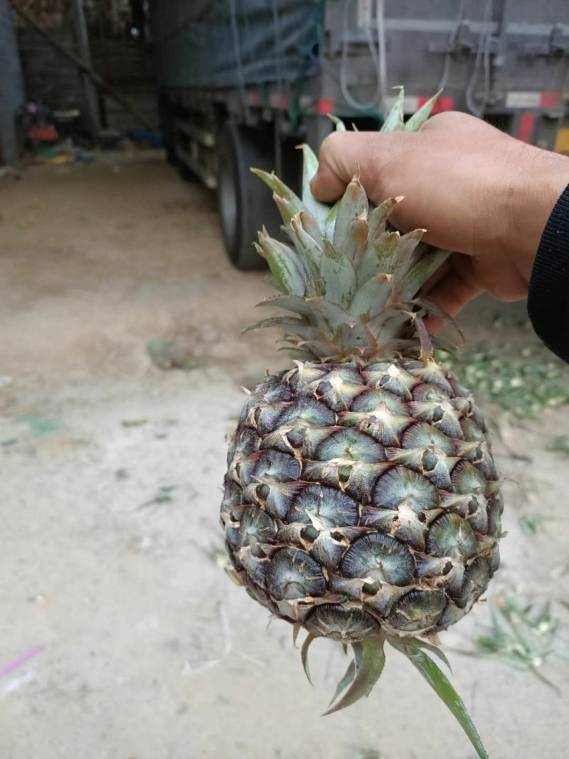 电商小果菠萝，适合电商拼多多！量大从优！