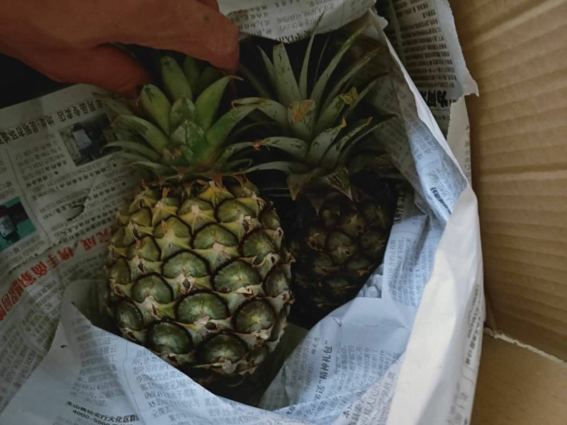 电商小果菠萝，适合电商拼多多！量大从优！