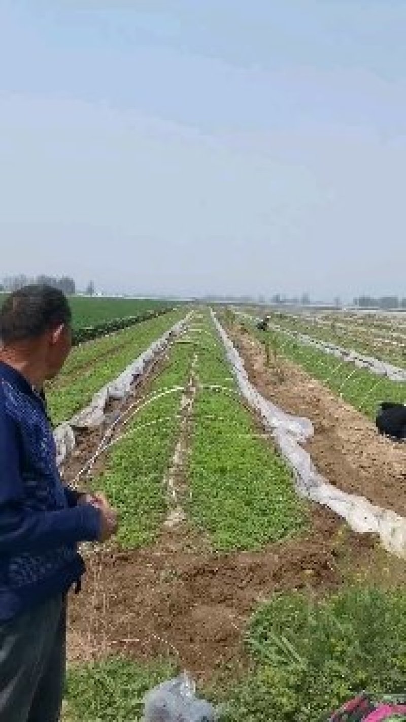 高产早熟高辣艳红高辣天宇辣椒苗
