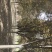 紫叶李，红叶李，自产自销，薄利多销，可视频看货