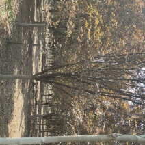 紫叶李，红叶李，自产自销，薄利多销，可视频看货