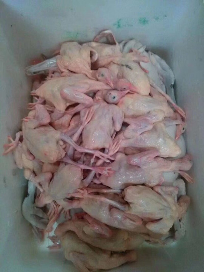 【乳鸽】新鲜现宰全清膛（5两.6两.7两.8两）