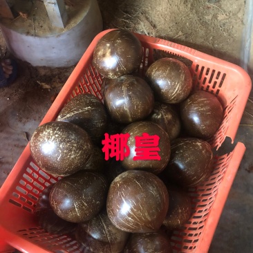 宝龙椰青厂家直销海南文昌椰子椰青毛椰，椰白球