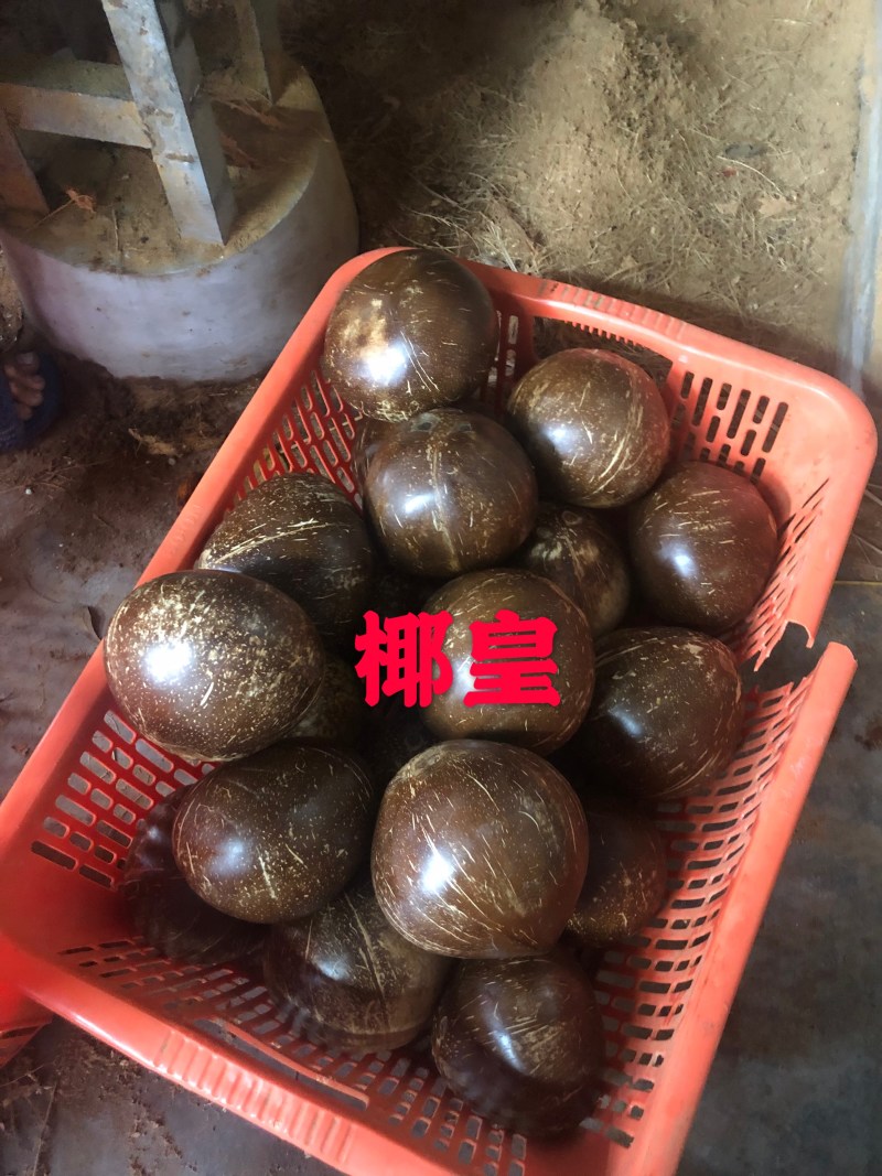 宝龙椰青厂家直销海南文昌椰子椰青毛椰，椰白球