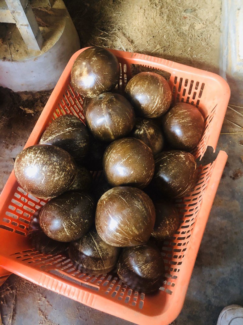 宝龙椰青厂家直销海南文昌椰子椰青毛椰，椰白球