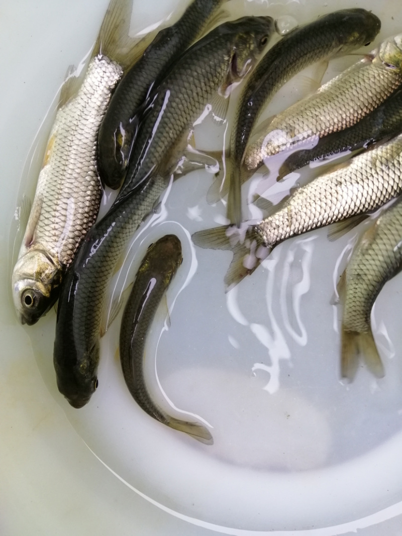 草鱼苗支持全国统一批发价已训食料欢迎订购