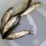 草鱼苗支持全国统一批发价已训食料欢迎订购