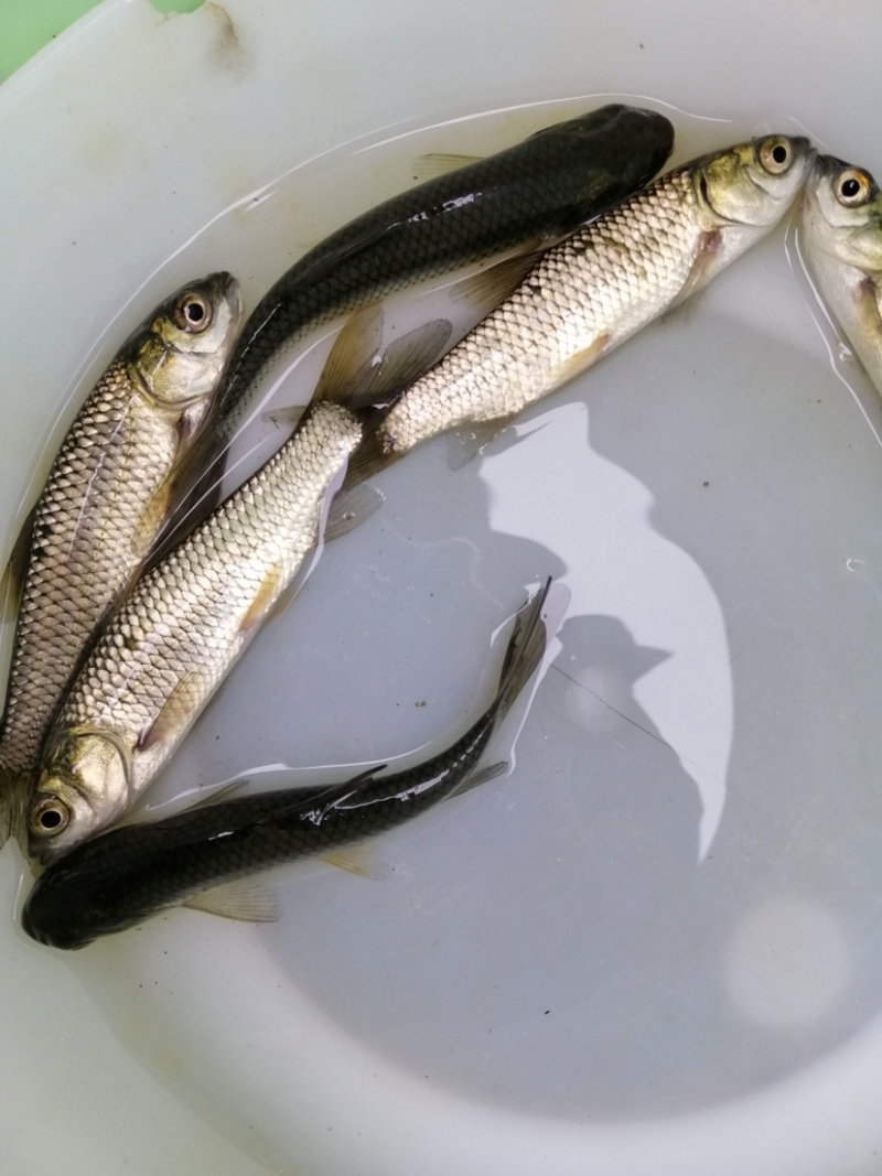 草鱼苗支持全国统一批发价已训食料欢迎订购